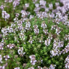 TIJM COMPACTE Thymus vulgaris 'Compactus'