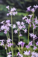Tulbaghia violacea