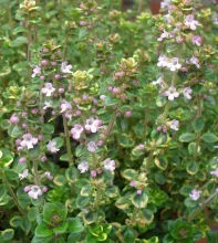 TIJM Thymus vulgaris