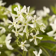 Trachelospermum jasminoides