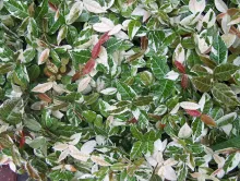 Trachelospermum jasm. 'Variegatum'