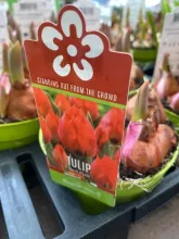 Tulp 'Red Flair'