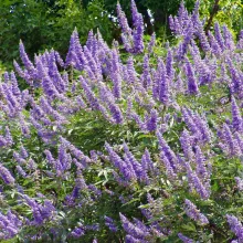 Vitex agnus-castus