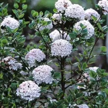 Viburnum burkw. 'Ann Russel'
