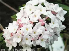 Viburnum carlcephalum