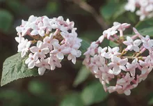 Viburnum carlesii