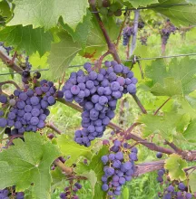 Druivelaar 'Cabarnet Sauvignon' DRUIF BLAUW