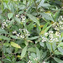 Viburnum glob. 'Jermyns Globe'