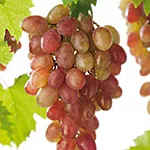 Druivelaar 'Katharina' BUITENDRUIF ROZE