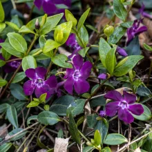 Vinca minor 'Atropurpurea'
