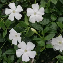 Vinca minor 'Gertrude Jekyll'