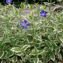 Vinca major 'Variegata'