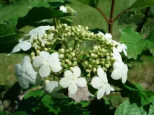 Viburnum opulus 'Compactum'