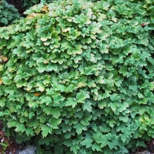 Viburnum opulus 'Nanum'