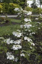 Viburnum plicatum 'Kilimandjaro'