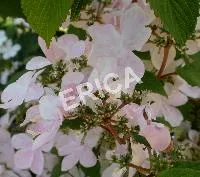 Viburnum plicatum tomentosum