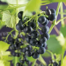 Druivelaar 'Regent' BUITENDRUIF BLAUW