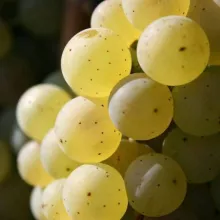 Druivelaar 'Riesling' BUITENDRUIF WIT