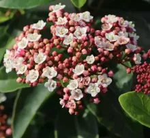 Viburnum tinus 'Lisa Rose'