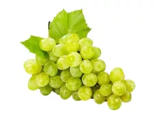 Druivelaar 'Trio' DRUIF 3 soorten