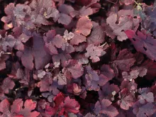 Vitis vinifera 'Purpurea'