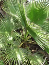Washingtonia robusta