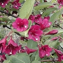 Weigela 'Bristol Ruby'