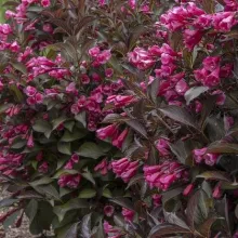 Weigela florida 'Alexandra'®