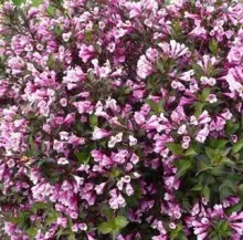 Weigela florida 'Nana Purpurea'