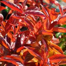 Weigela florida 'Wings of Fire'