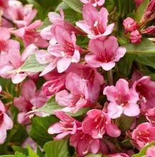 Weigela 'Rosea'