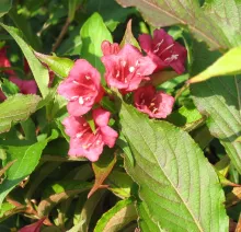 Weigela 'Red Prince'