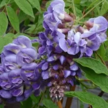 Wisteria brach. 'Okayama'