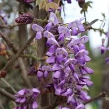 Wisteria brach. 'Ikoyama Fuji'