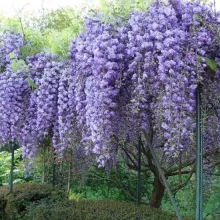 Wisteria floribunda 'Violacea Plena'
