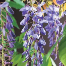 Wisteria sinensis