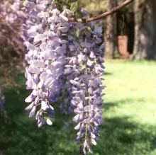 Wisteria (in soorten)