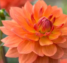 Dahlia 'House Of Orange'