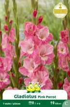 Gladiolus Pink Parrot