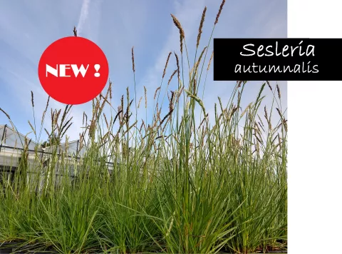 sesleria new