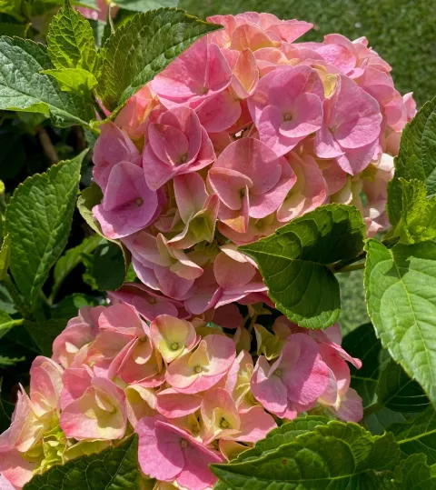 Hydrangea macrophylla