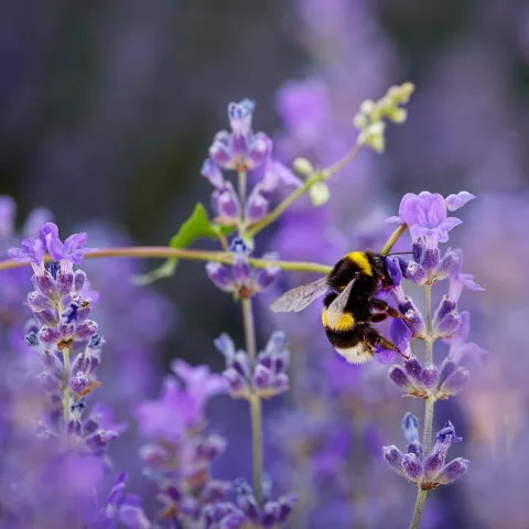 lavandula 'Hidcote'