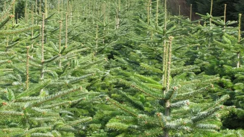 Kerstbomen