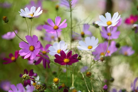 Cosmos
