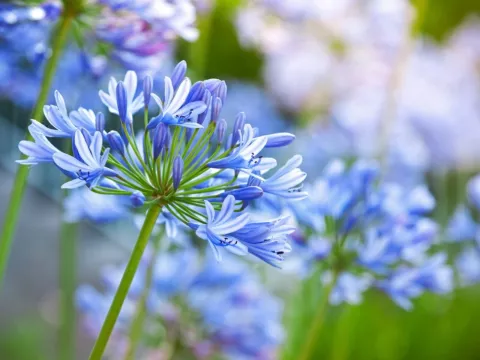 Agapanthus