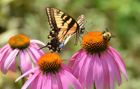 Echinacea bij en vlinder