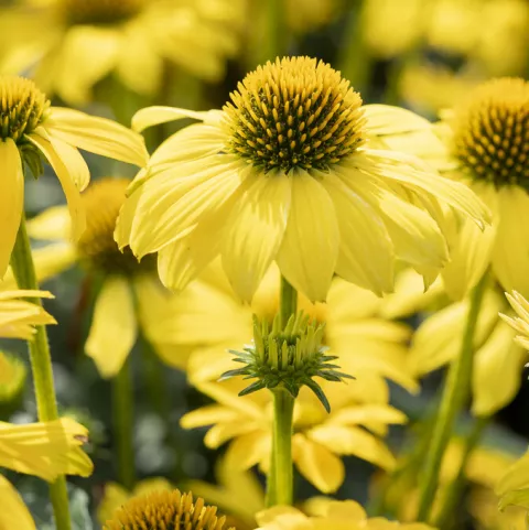Echinacea