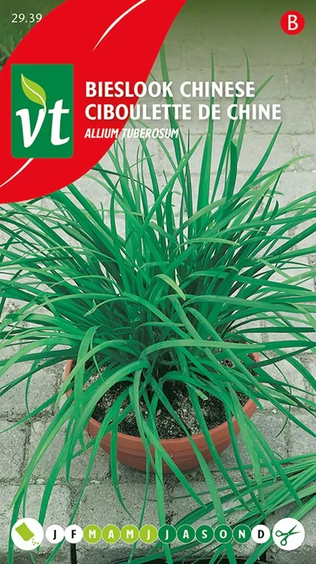 BIESLOOK CHINESE Allium tuberosum
