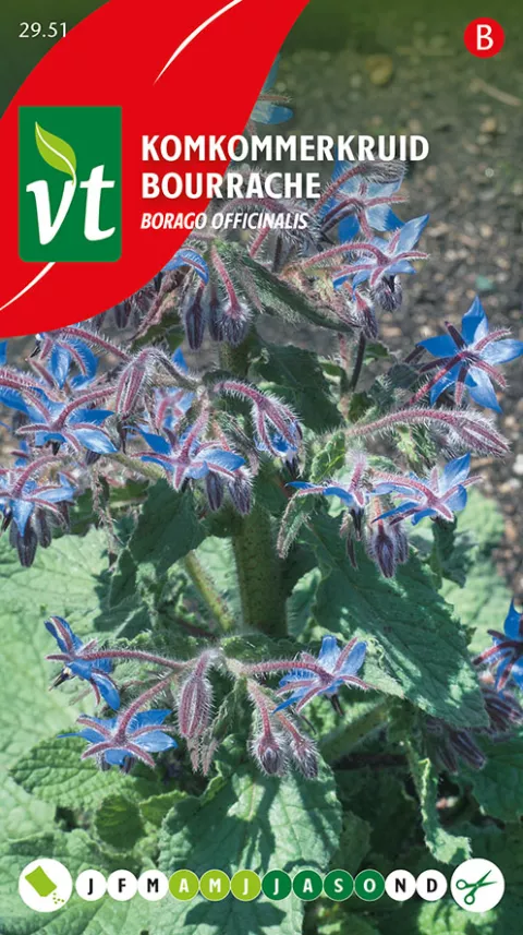 KOMKOMMERKRUID Borago officinalis