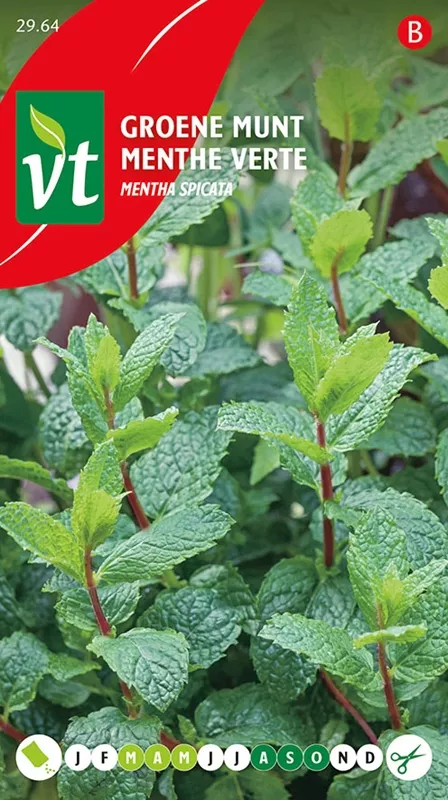 PEPERMUNT Mentha piperita